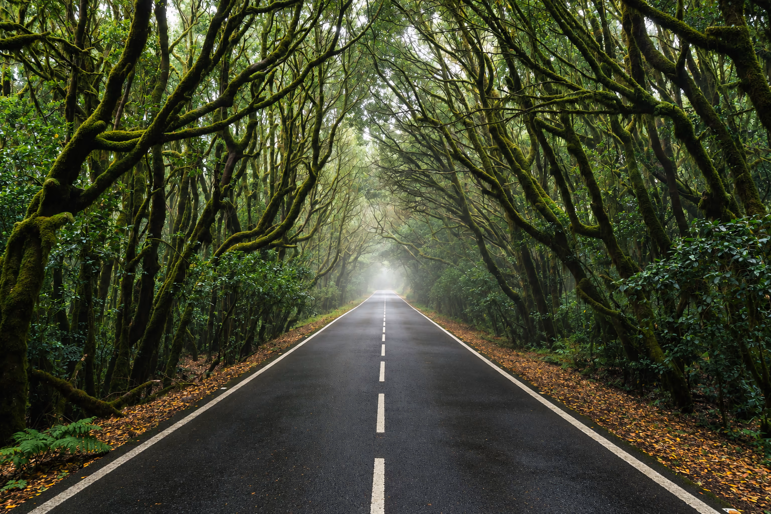 Eine Straße durch den Wald von Garajonay, unter einem Tunnel aus moosbedeckten Bäumen